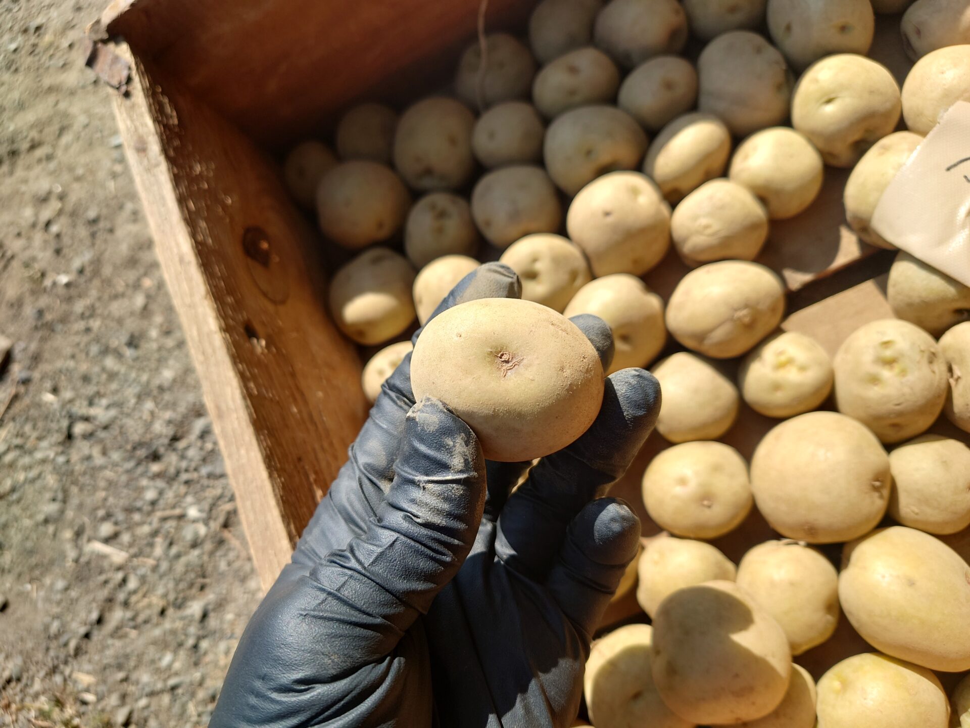 じゃがいも じゃがいも2025春：品種の特徴、食べ方と植え方 | Irodori農園